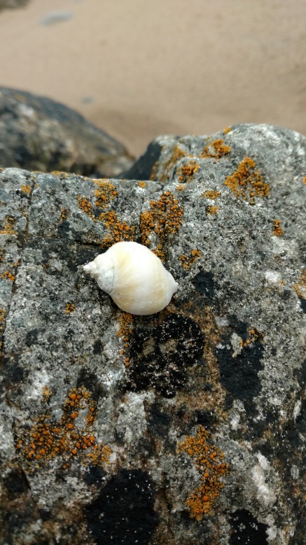 Albino snail